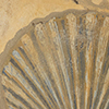 Chesapecten jeffersonius is the State Fossil, a scallop