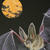 State Bat –– Virginia Big-eared bat (Corynorhinos townsendii virginianus)