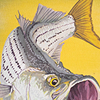 Virginia designated striped bass as the official state saltwater fish in 2011.