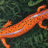 State Salamander