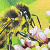Pollinator — European Honey Bee (Apis mellifera) - Adopted 2024 - HB517