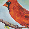 State Bird - Northern Cardinal (Cardinalis cardinalis)