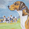 Virginia Dog – American Foxhound